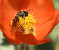Calliopsis subalpina