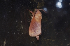 Dendrolimus okinawanus