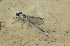 Argia moesta