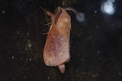 Dendrolimus okinawanus