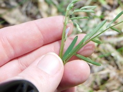 Vicia minutiflora