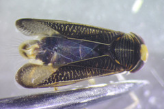 Sigara compressoidea