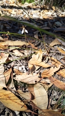 Eriochilus collinus collinus