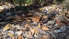 Eriochilus collinus collinus