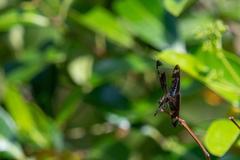 Rhyothemis obsolescens