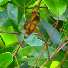 Rhyothemis obsolescens