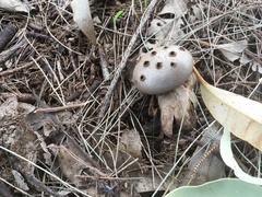 Myriostoma australianum