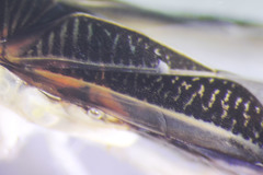 Sigara compressoidea