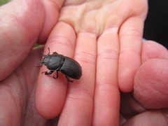 Geodorcus