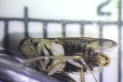 Sigara compressoidea