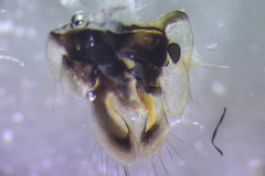 Sigara compressoidea