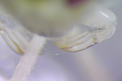 Sigara compressoidea