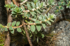 Pimelea barbata barbata