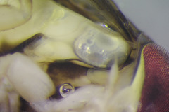 Sigara compressoidea