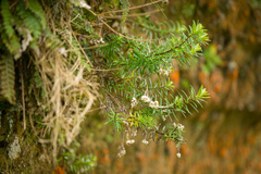 Anaphalioides subrigida