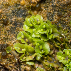 Symphyogyna undulata