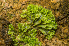 Symphyogyna undulata