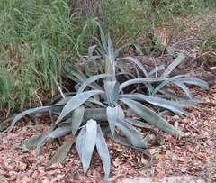 Agave mapisaga