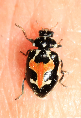 Hippodamia apicalis photo 5