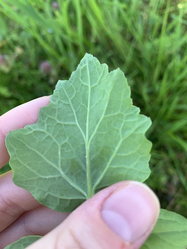 Brassica rapa