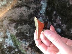 Constantinea simplex