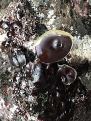 Constantinea simplex