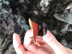 Constantinea simplex