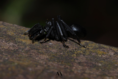 Cephalotes atratus
