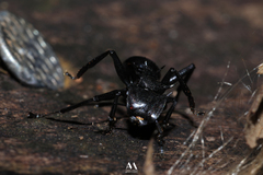 Cephalotes atratus