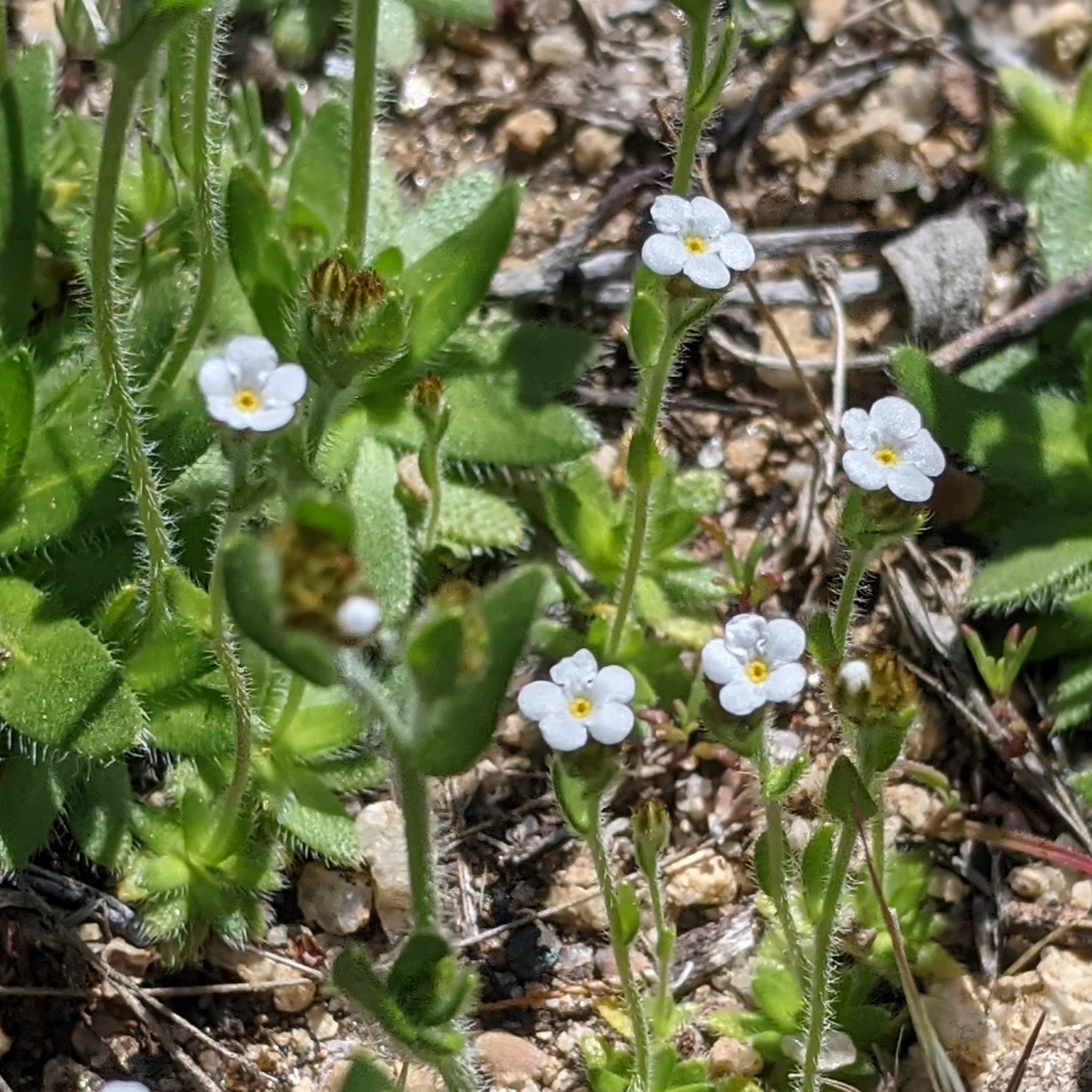 Plagiobothrys tenellus