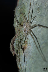 Neotama mexicana