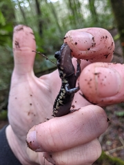 Plethodon kentucki