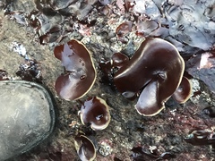 Constantinea simplex