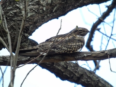 Chordeiles acutipennis