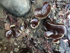 Constantinea simplex