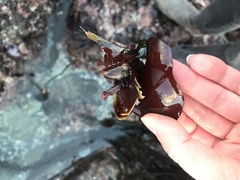 Constantinea simplex