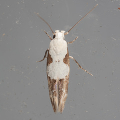 Mompha circumscriptella