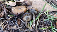 Myochromella boudieri