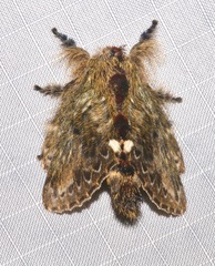 Euglyphis submarginalis