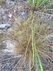 Eleocharis microcarpa