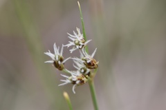 Fimbristylis puberula