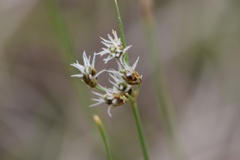 Fimbristylis puberula
