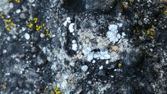 Acarospora americana