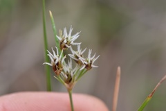 Fimbristylis puberula