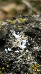 Acarospora americana