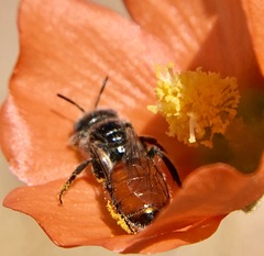 Calliopsis subalpina