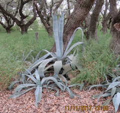 Agave mapisaga