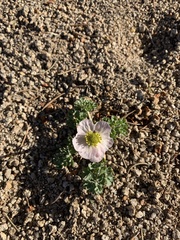 Ranunculus andersonii