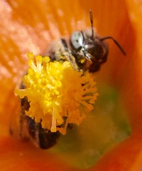 Calliopsis subalpina