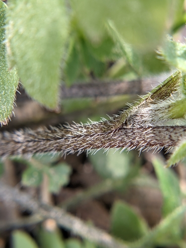 Image of Nemophila sayersensis by (c) Eric Knight, some rights reserved (CC BY)